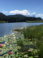 Seerosen im Geroldsee