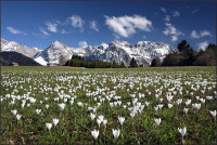 Krokuswiese im Frühjahr