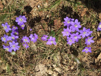 Frühlingsboten, Leberblümchen